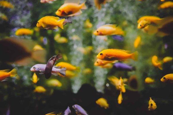 Can Aquarium Fish Coexist with Other Aquatic Species?