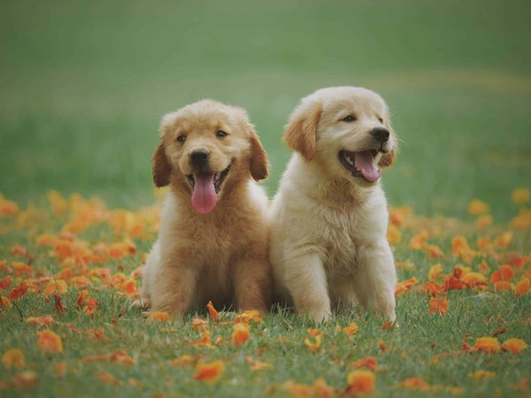 How to Train a Puppy to Sleep Through the Night Without Whining?