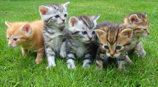 How to Safely Introduce Pets to Elderly or Immunocompromised Family Members?