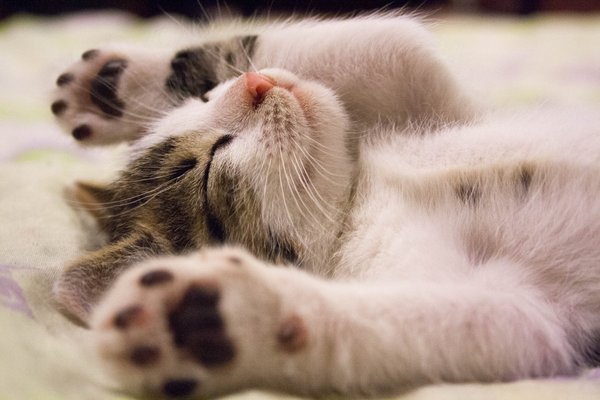 What Are the Best Tips for Managing Pet Hair During Shedding Season?