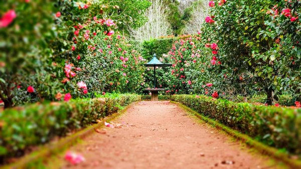 How to Plan and Design a Garden That Attracts Beneficial Insects and Supports Local Ecosystems?